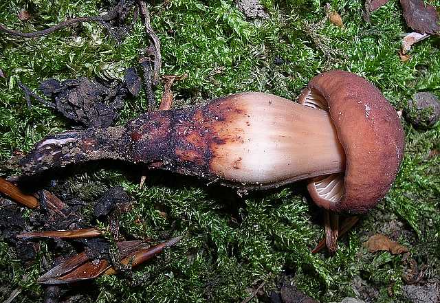 2005 :  Un anno di funghi